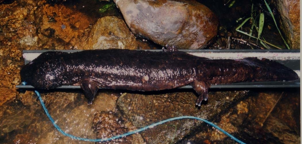 Andrias japonicus Male